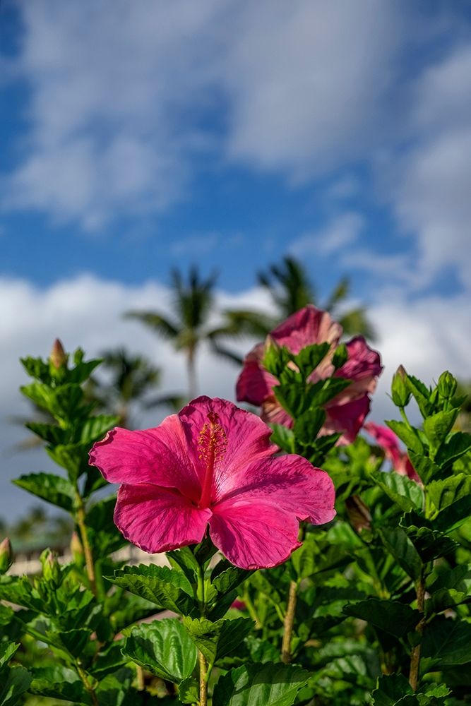Hibiscus